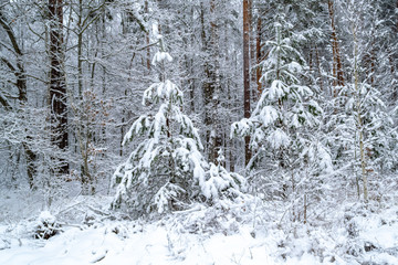 winter day in the forest, a lot of snow, trees covered with snow, beautiful nature, with the alone pine in the center, covered with snow