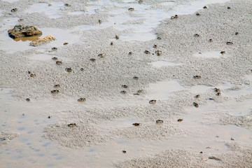 Small crabs on the beach