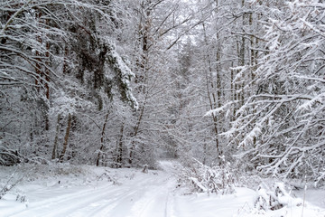 winter day in the forest, the trees are covered with snow, the sky is visible, a forest path, a snow-covered road extending deep into the forest	