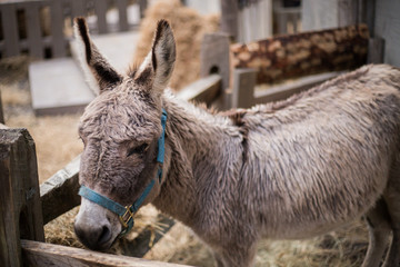 donkey in stable