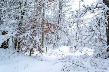 winter day in the forest, a lot of snow, trees covered with snow, beautiful nature, on the front branch of a tree with yellow leaves, against the backdrop of a beautiful landscape of snow-covered tree