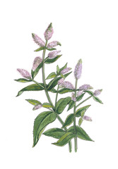Wild mint isolated on white background.