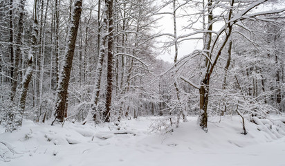 winter day in the forest, a lot of snow, trees covered with snow, beautiful nature