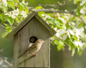 Sparrow