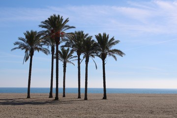 Group of palm trees on the beach