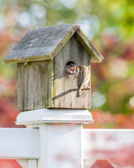 Sparrow