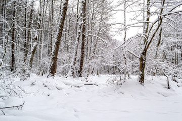 winter day in the forest, a lot of snow, trees covered with snow, beautiful nature