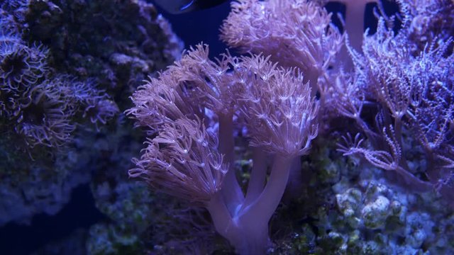 Beautiful sea flower (Pulse coral or Pumping Xenia) in underwater world with corals  and fish.