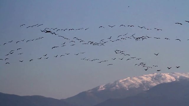 Common Crane migrating Common Crane flock over Mount Hermon Israel