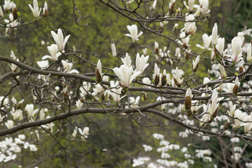 Mysterious spring background with white magnolia flowers