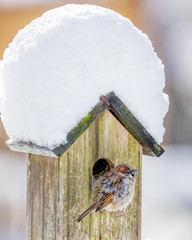 Sparrow