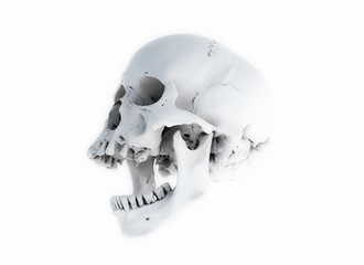 Human skull on White Background. The concept of death, horror. A symbol of spooky Halloween. 3d rendering illustration.Scan SCSU VizLab https://www.thingiverse.com/scsuvizlab/about - (CC Attribution)