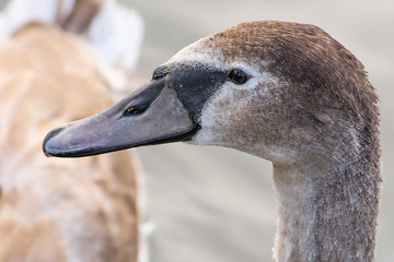 Portrait of young swan