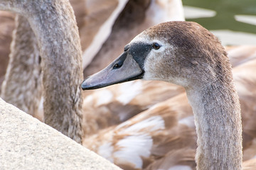 Portrait of young swan