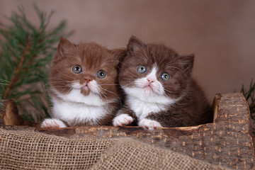Zwei süß und sehr hübsche BKH Kitten