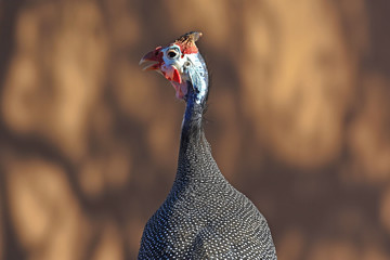 Helmperlhuhn (Numida meleagris) in der Namib (Namibia)