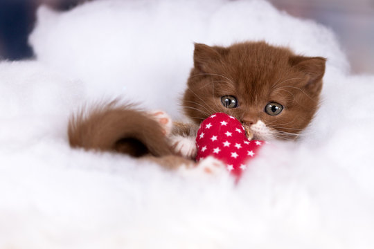 BKH Katzenbaby Kitten mit rotem Herz auf Watte