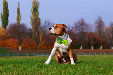 Dog breed Staffordshire Terrier