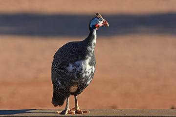 Helmperlhuhn (Numida meleagris) in der Namib (Namibia)