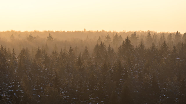 Spruce coniferous misty forest covered with snow in winter season in golden sunset sunrays. Aerial front view