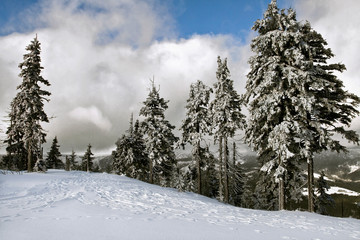 Frosty sunny winter day.  Christmas trees in the snow. Scenic image of spruces tree. Location Czech Rupublic - Spindleruv Mlyn. Tourism concept. 
