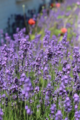 Lavendel und Mohn 2