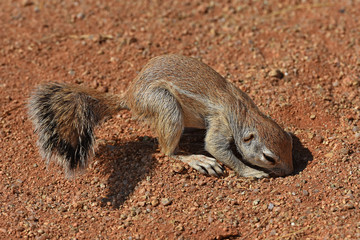 Obraz premium Afrikanisches Borstenhörnichen (xerus inauris) bei Solitaire in Namibia