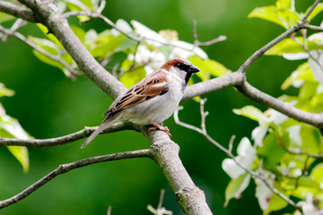 Sparrow