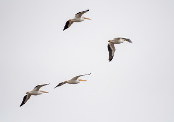 Fototapeta na wymiar Pelican in flight