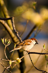 Sparrow