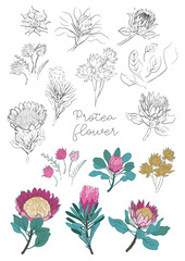 Protea flowers set. Protea and leaves design for wedding invitations, greeting cards, packages, T-shirts, labels,  patterns