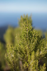 Pico Ruivo Madeira Portugal