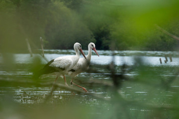 storks couple walking in lake