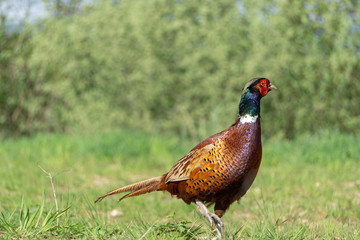 pheasant in the wild