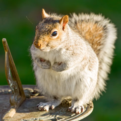 Squirrel 