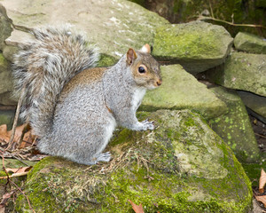 Squirrel 