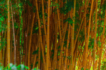 background - bamboo trunks