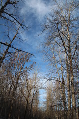 Forest Above Us, Gold Bar Park, Edmonton, Alberta