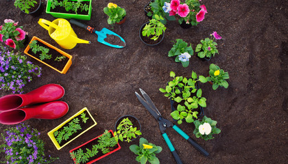 Obraz na płótnie Canvas flower and vegetable seedlings growing in the soil at the garden with gardening tools