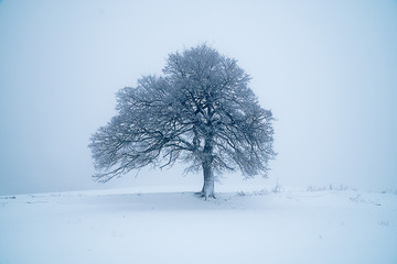 tree in winter