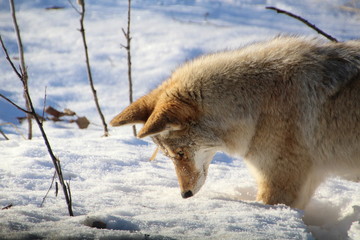 Coyote Hunting, Elk Island National Park, Alberta