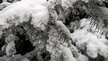 Spruce under the snow. Christmas tree under the snow in the city center. The snow covered the branches of the Christmas tree.