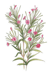 Rosebay flowers isolated on white background.