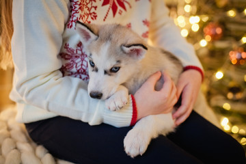 Fototapeta premium little girl with a dog