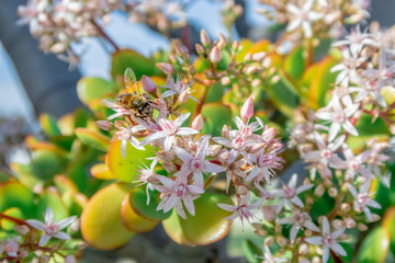 bee on a flower