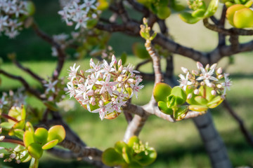 white flowers