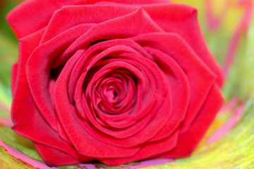 Rose bouquet with one flower.