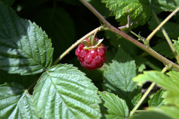ripe raspberry on a bush