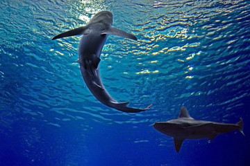 Obraz premium Two blue-gray sharks swim under water in the sea, bottom view. Underwater observatory on the Red Sea, Eilat, Israel