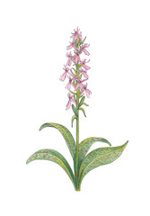 Pink orchis on white background.